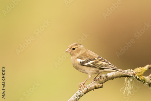 Common chaffinch (Fringilla coelebs) perched on branch whilst foraging, Central scotland, United Kingdom