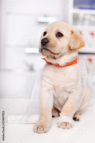 Cute labrador puppy in the veterinary doctor office tangled in bandage strip - sitting