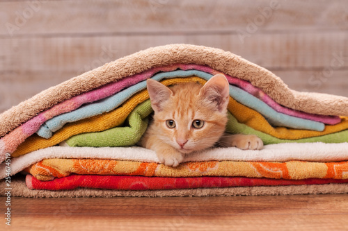 Orange kitten nested under many colorful towels
