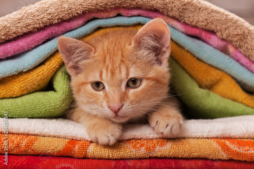 Cute orange kitten slipping through a pile of colorful towels - close up