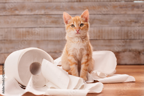 Фотография Cute orange tabby kitten sitting on the remains of toilet paper roll