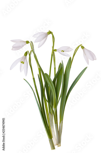 beautiful bouquet of snowdrops isolated on white