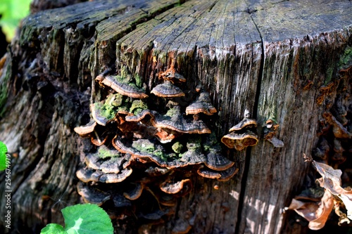 Polypores are a group of fungi that form fruiting bodies with pores or tubes on the underside