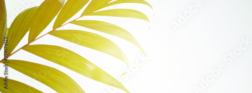 Creative layout made of colorful palm leaves with sunlight on pastel blue background. Long wide banner with minimal summer exotic tropical concept with copy space.