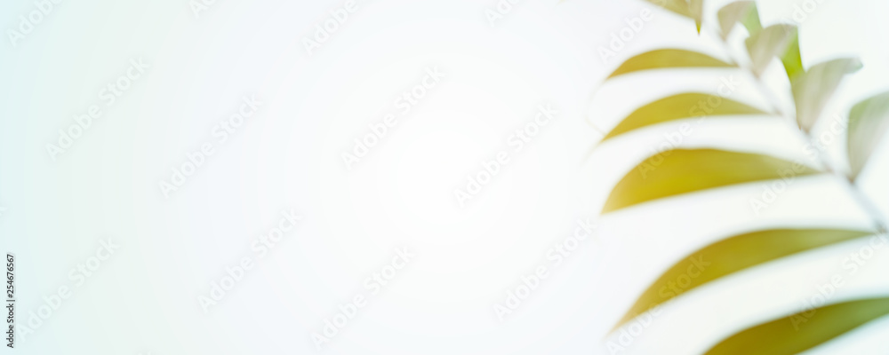 Creative layout made of colorful palm leaves with sunlight on pastel blue background. Long wide banner with minimal summer exotic tropical concept with copy space. Creative layout made of colorful palm leaves with sunlight on pastel blue background. Long wide banner with minimal summer exotic tropical concept with copy space.