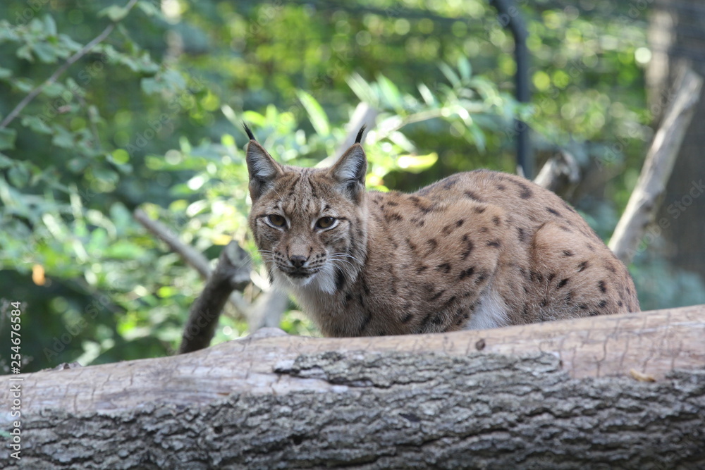 Obraz premium luchs