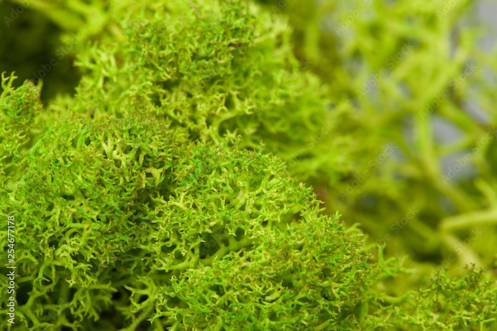 Moss green grunge texture. Mossy background. Green moss on grunge texture Moss green grunge texture. Mossy background. Green moss on grunge texture
