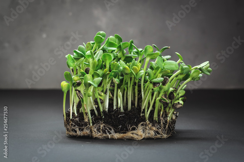 Sunflower micro greens (sprouts) on a dark background as a symbol of spring