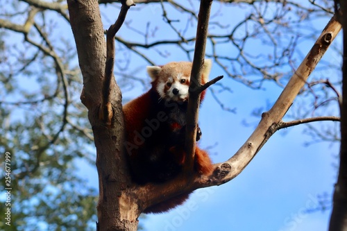 Red panda in tree