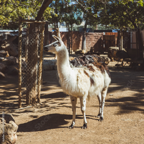 White and brown llamas in the small zoo