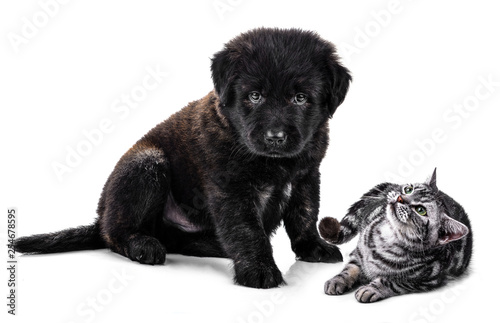  Golden Retriever puppy dog and American Shorthair cat isolated on white background