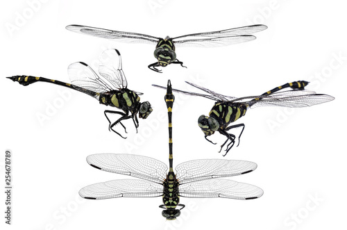 dragonfly isolate on white