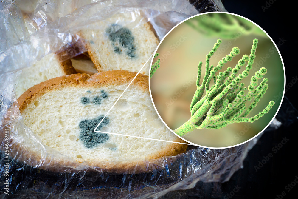 Mouldy Bread And Close up View Of Penicillium Fungi The Causative 