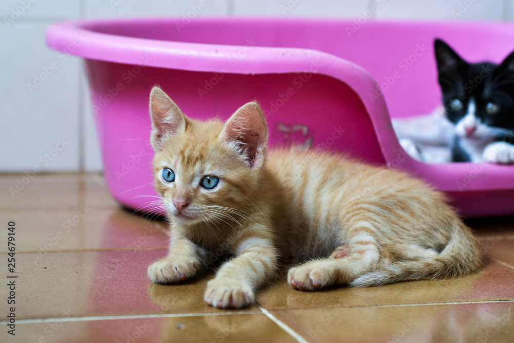 Naklejka premium Cat looking away