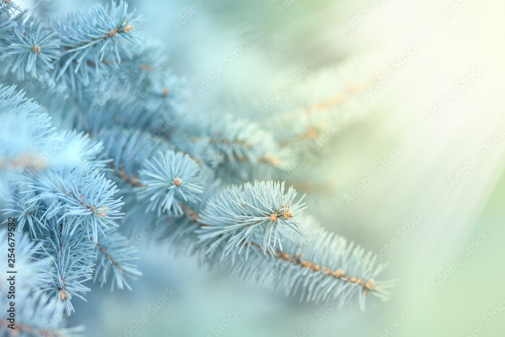 Fir-tree branch in sun lights outdoor