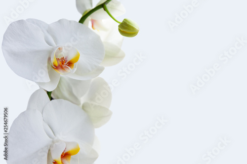 Fototapeta Naklejka Na Ścianę i Meble -  Orchid flowers background