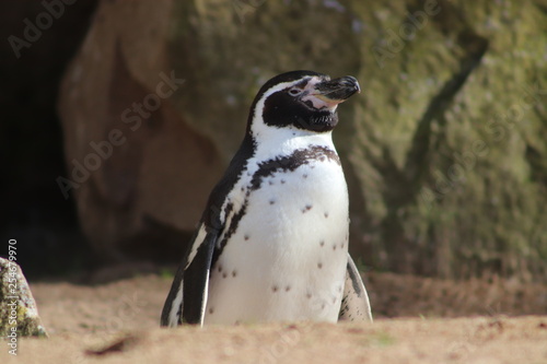 Penguin on a rock
