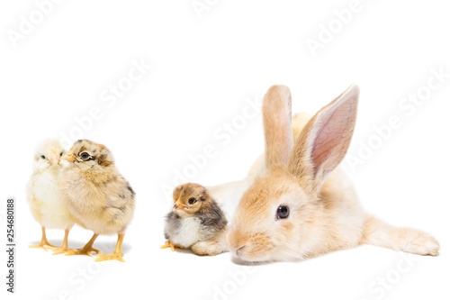rabbit chicken egg white background
