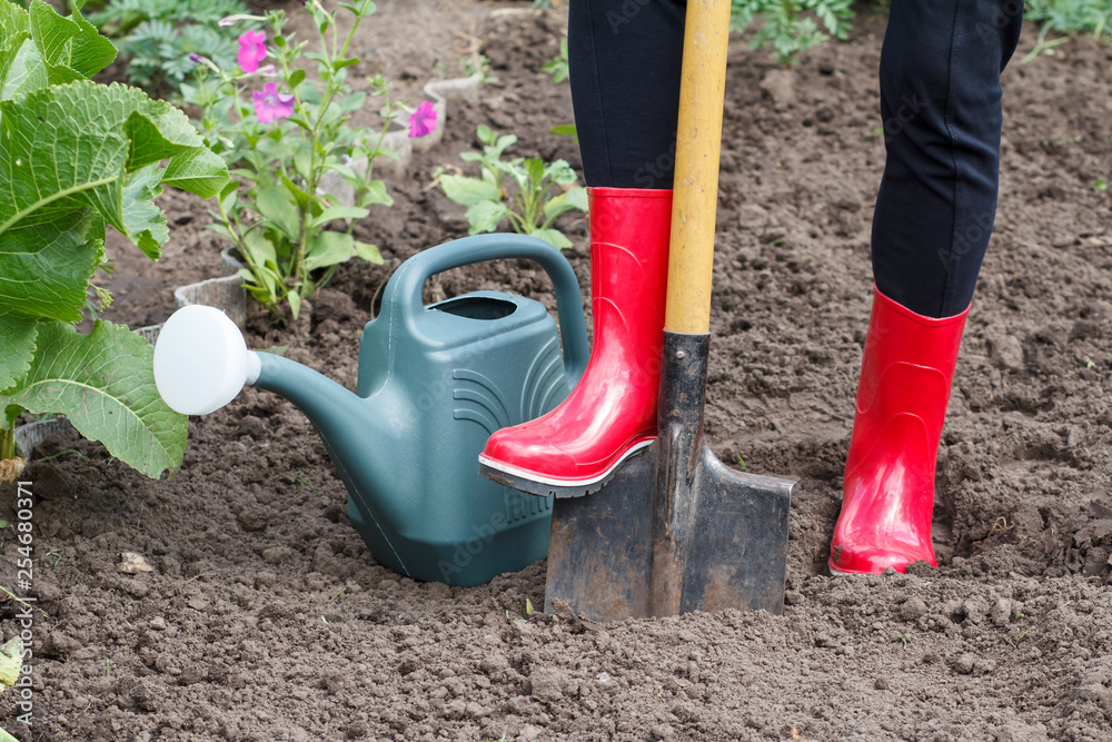 Gardener is digging soil on a bed. Female farmer digs in a garden. Gardener is digging soil on a bed. Female farmer digs in a garden.