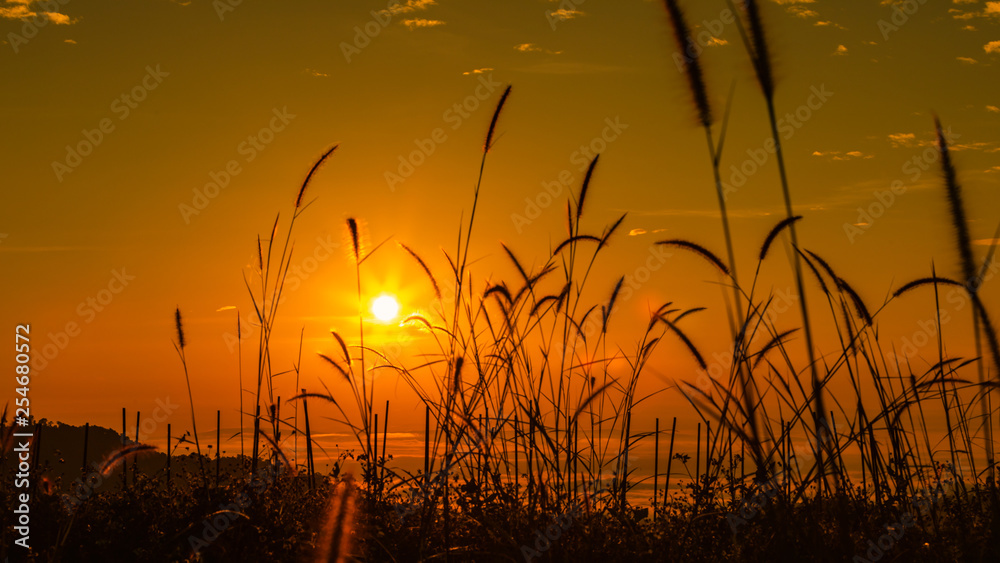 landscape colourful at morning time over sunrise and mist background and foreground grass silhouette