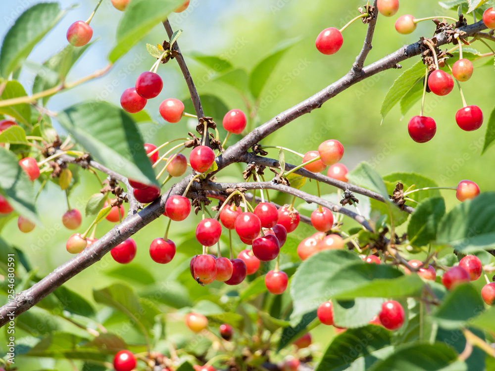 Cherries on the tree in the garden in sunny summer day.