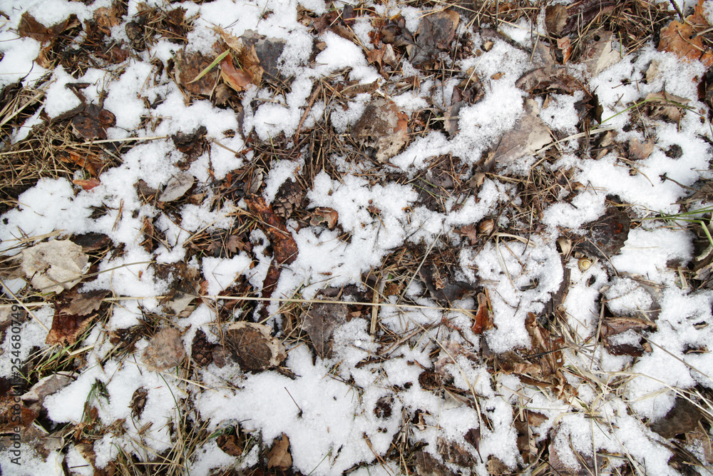 Autumn leafs in snow texture Autumn leafs in snow texture