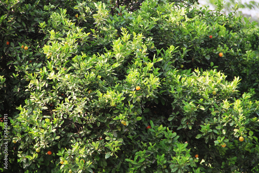 orange fruit tree orange fruit tree