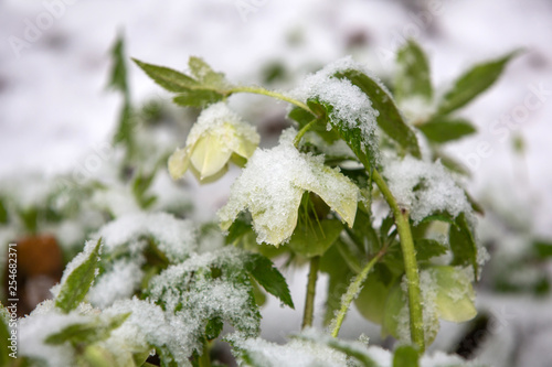 hellebore under the snow, spring day, close-up.