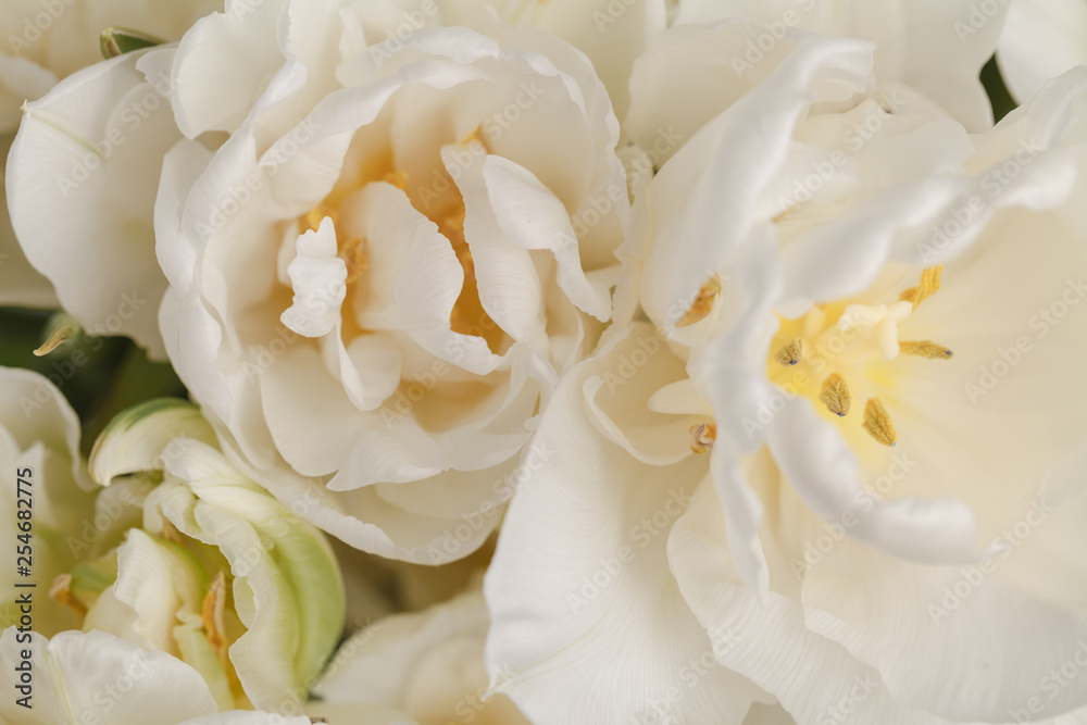 White flowers background. Macro of white petals texture.