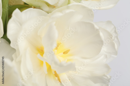Fototapeta Naklejka Na Ścianę i Meble -  White spring flower close up view, for wedding background