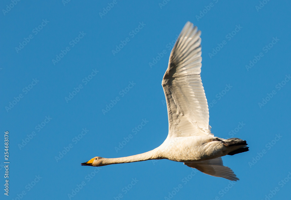 Obraz premium Flying swan
