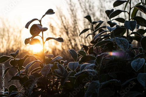 Sunset in forest