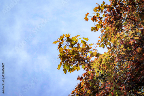 autumn leaves on blue sky