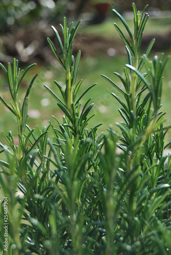 Rosmarin (Rosmarinus officinalis)