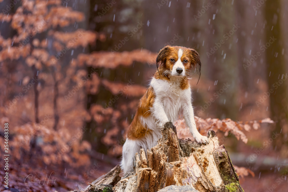Dog in forest 