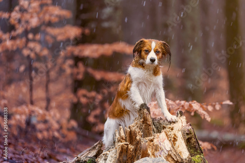 Dog in forest 