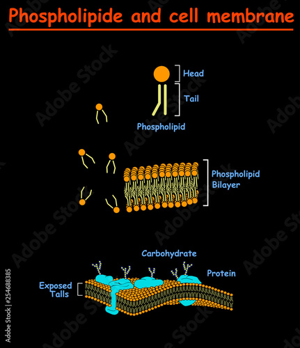 Phospholipides and Cell mambrains. cell membrane structure diagram info graphic on black background isolated. Education vector illustration