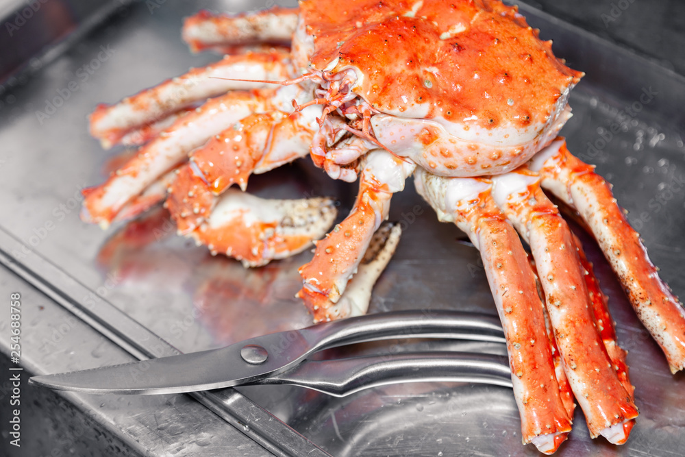 Carving fresh red big boiled prepared blue kamchatka crab with scissors. Concept useful seafood in menu, chef premium restaurant preparing crab for serving for guests, clients Carving fresh red big boiled prepared blue kamchatka crab with scissors. Concept useful seafood in menu, chef premium restaurant preparing crab for serving for guests, clients
