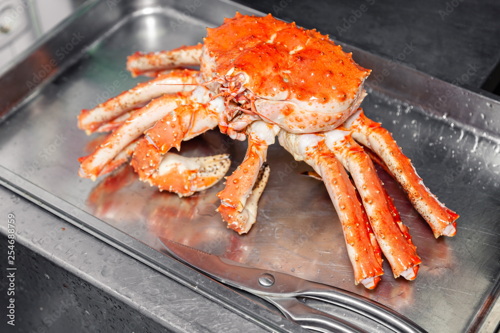 Carving fresh red big boiled prepared blue kamchatka crab with scissors. Concept useful seafood in menu, chef premium restaurant preparing crab for serving for guests, clients Carving fresh red big boiled prepared blue kamchatka crab with scissors. Concept useful seafood in menu, chef premium restaurant preparing crab for serving for guests, clients