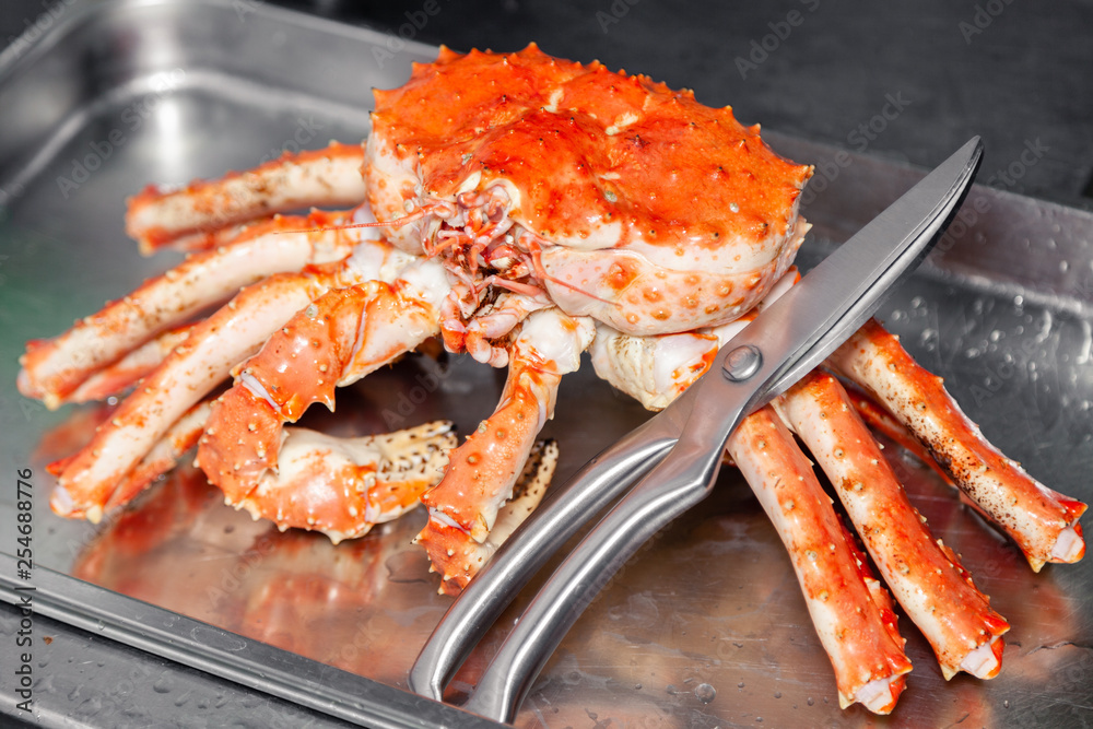 Carving fresh red big boiled prepared blue kamchatka crab with scissors. Concept useful seafood in menu, chef premium restaurant preparing crab for serving for guests, clients Carving fresh red big boiled prepared blue kamchatka crab with scissors. Concept useful seafood in menu, chef premium restaurant preparing crab for serving for guests, clients