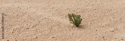 Single plant in the sand in the desert