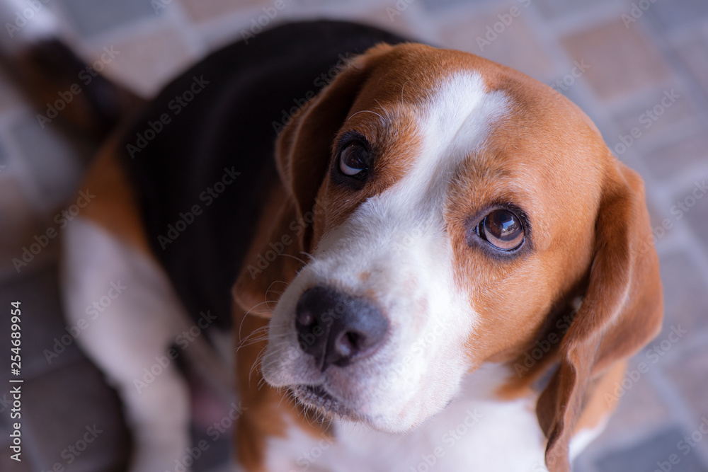 Beagle dogs are looking up in a suspicious manner