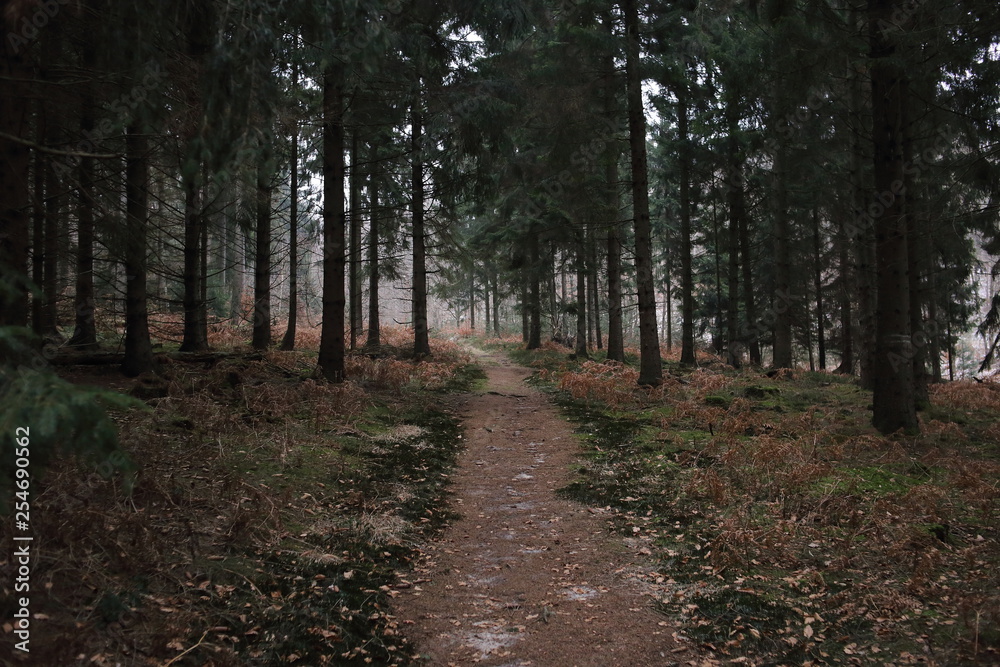 Fototapeta premium Waldweg 0119