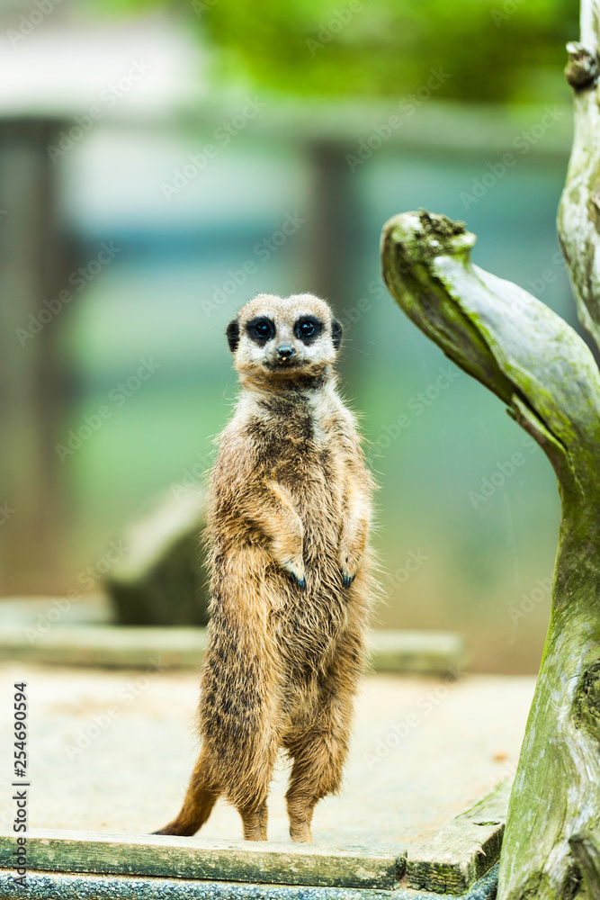 Obraz premium A Meerkat on the look out