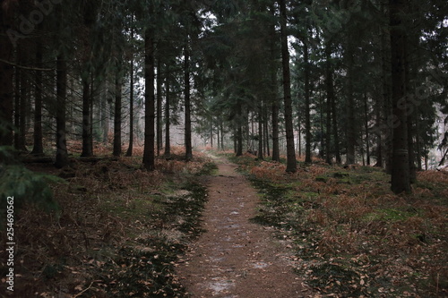 Waldweg 0119