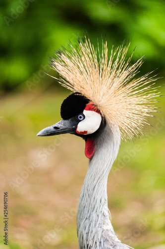 An East African Crested (Crowned) Crane