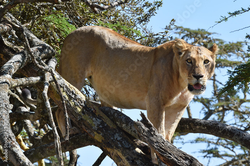 Löwin in einem Baum in Kenia 