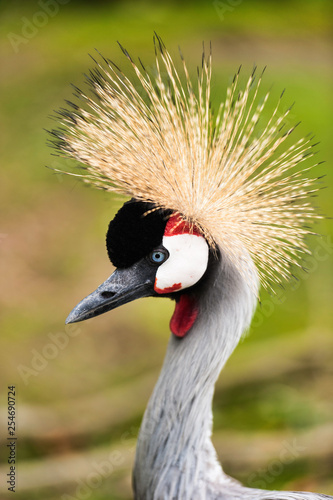 An East African Crested (Crowned) Crane