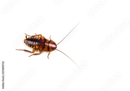 Cockroach on isolated white background