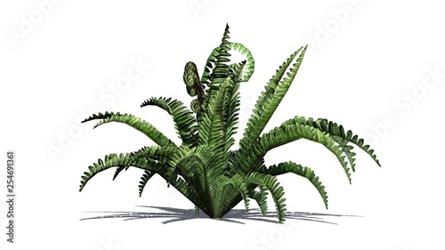 Boston fern in the summer with shadow on the floor - isolated on white background